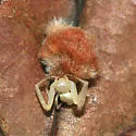 Andricus quercusflocci - photo 2