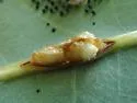 Andricus quercusflocci - photo 3