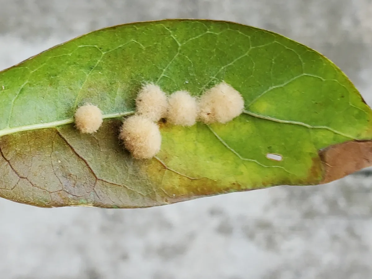 Wool-bearing Gall Wasp - photo 2