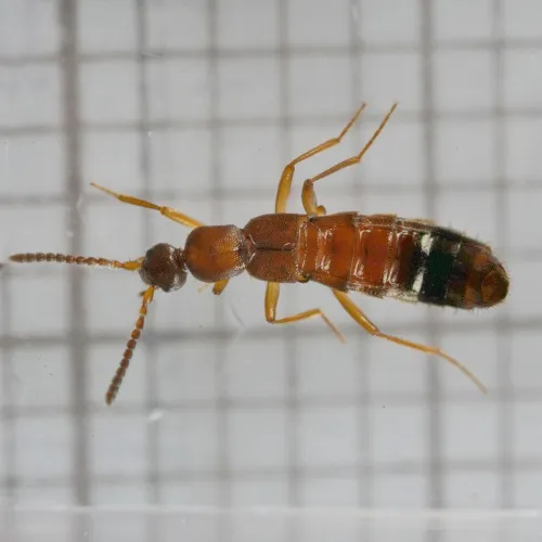 Drusilla canaliculata