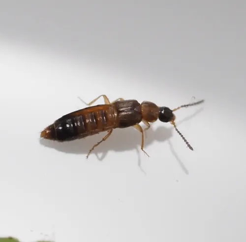 Drusilla canaliculata - photo 2
