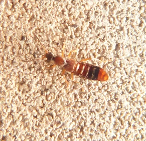 Drusilla canaliculata - photo 3