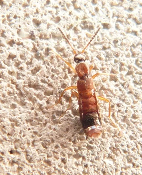 Drusilla canaliculata - photo 4