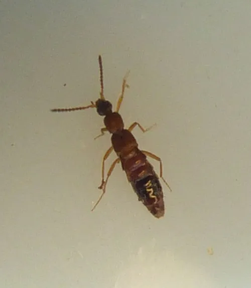 Drusilla canaliculata - photo 5
