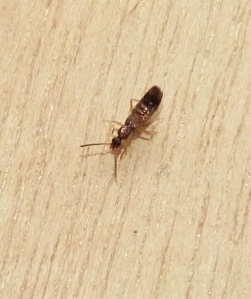 Drusilla canaliculata - photo 6