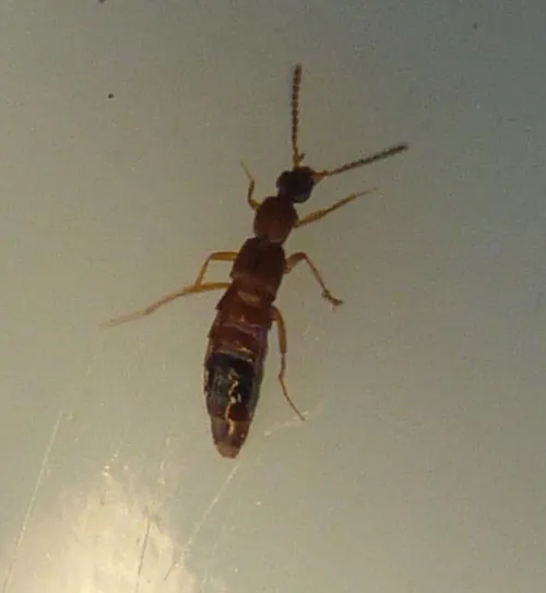Drusilla canaliculata - photo 7