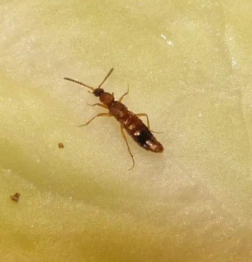 Drusilla canaliculata - photo 8