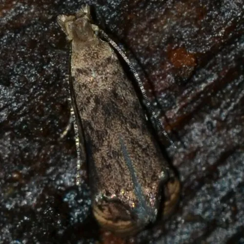 Dryadaula advena