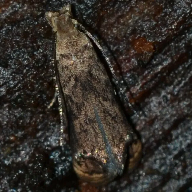 Dryadaula advena - photo 2