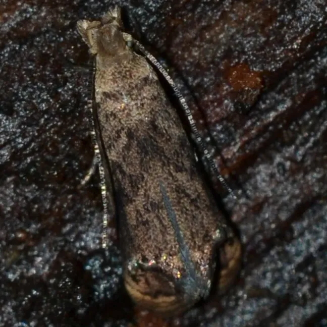 Dryadaula advena - photo 3