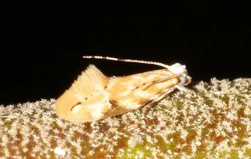 Dryadaula anthracorma