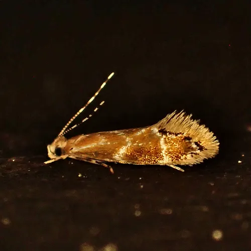Dryadaula castanea