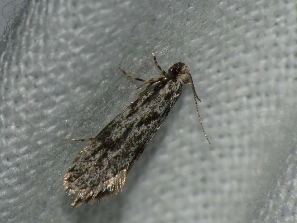 Dryadaula caucasica - photo 2