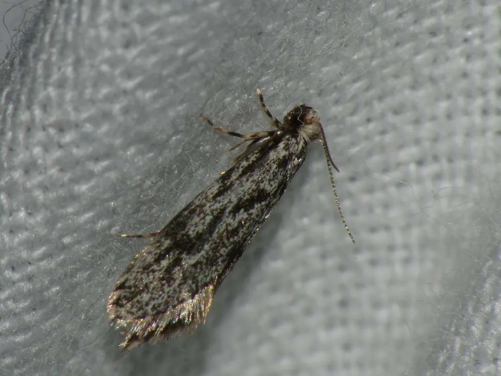 Dryadaula caucasica - photo 3