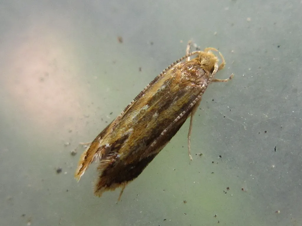 Dryadaula epischista - photo 2
