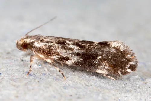Dryadaula heindeli