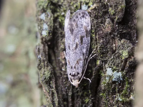 Dryadaula irinae