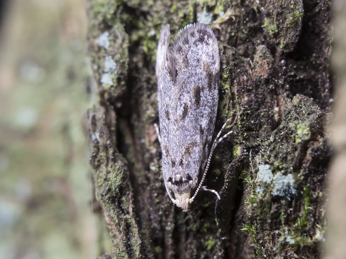 Dryadaula irinae - photo 2
