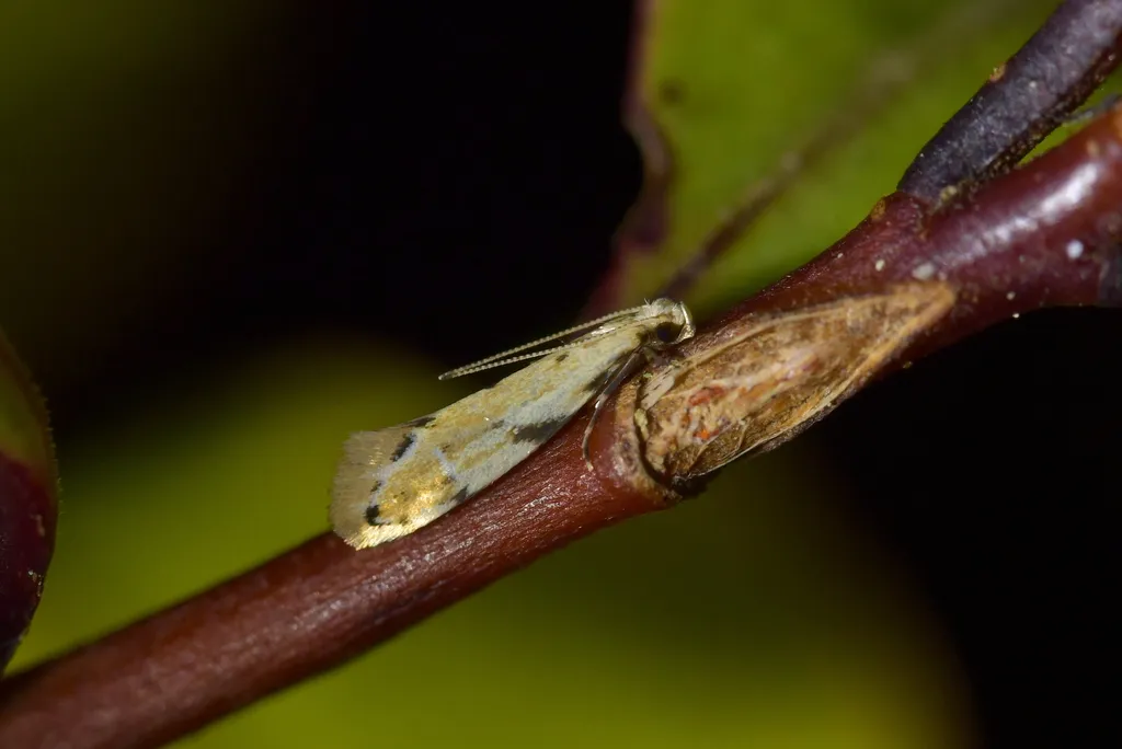 Dryadaula myrrhina - photo 2