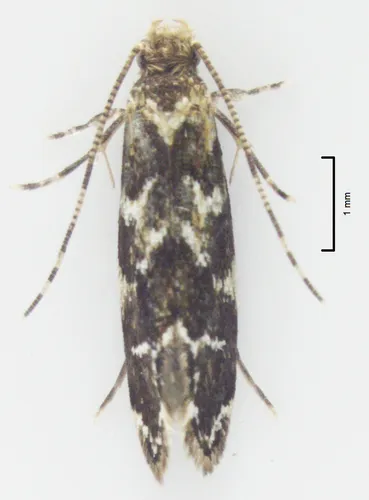 Cellar Clothes Moth