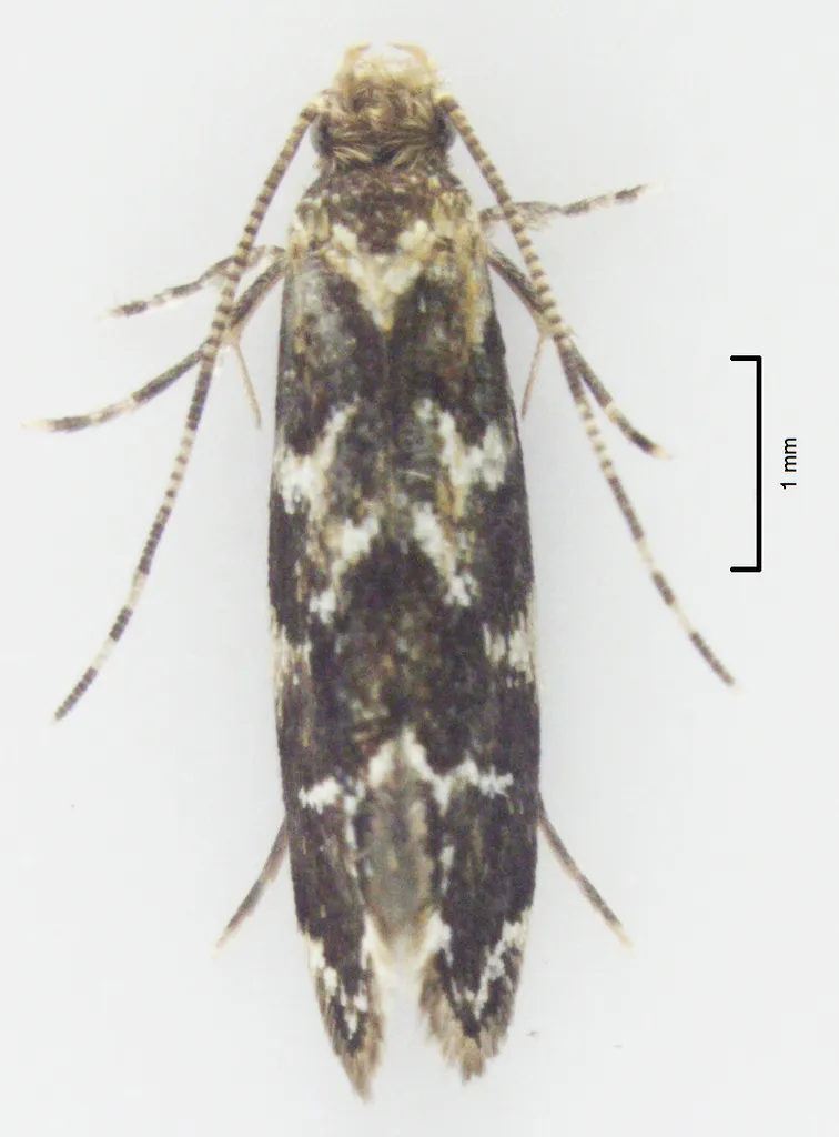 Cellar Clothes Moth - photo 2