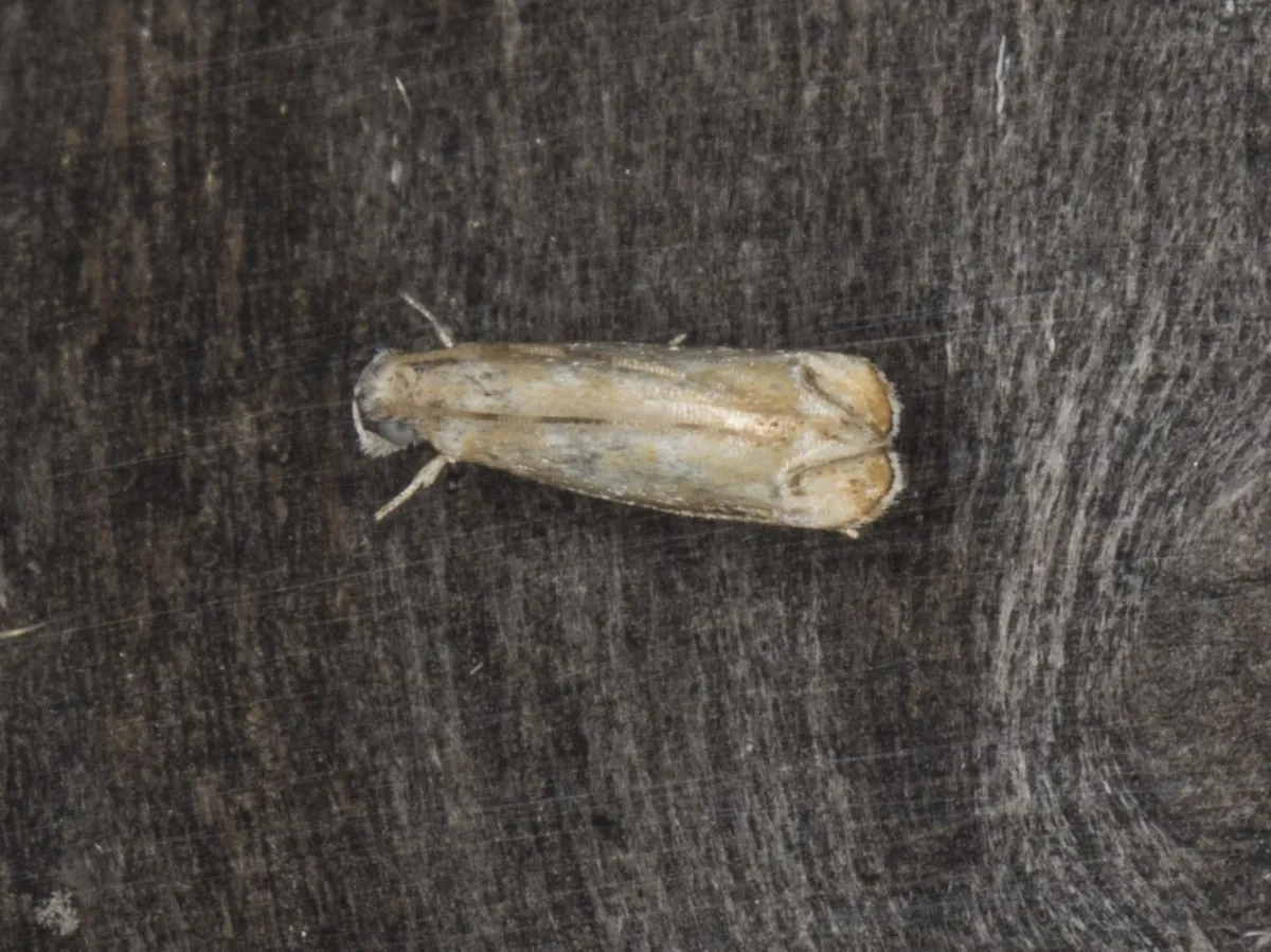 Dancing Moth - Hodges#0307.1