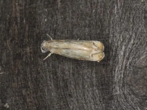 Dancing Moth - Hodges#0307.1 - photo 2