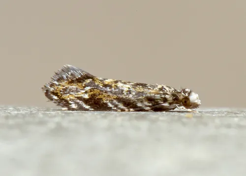 Dryadaula visaliella - Hodges#0307