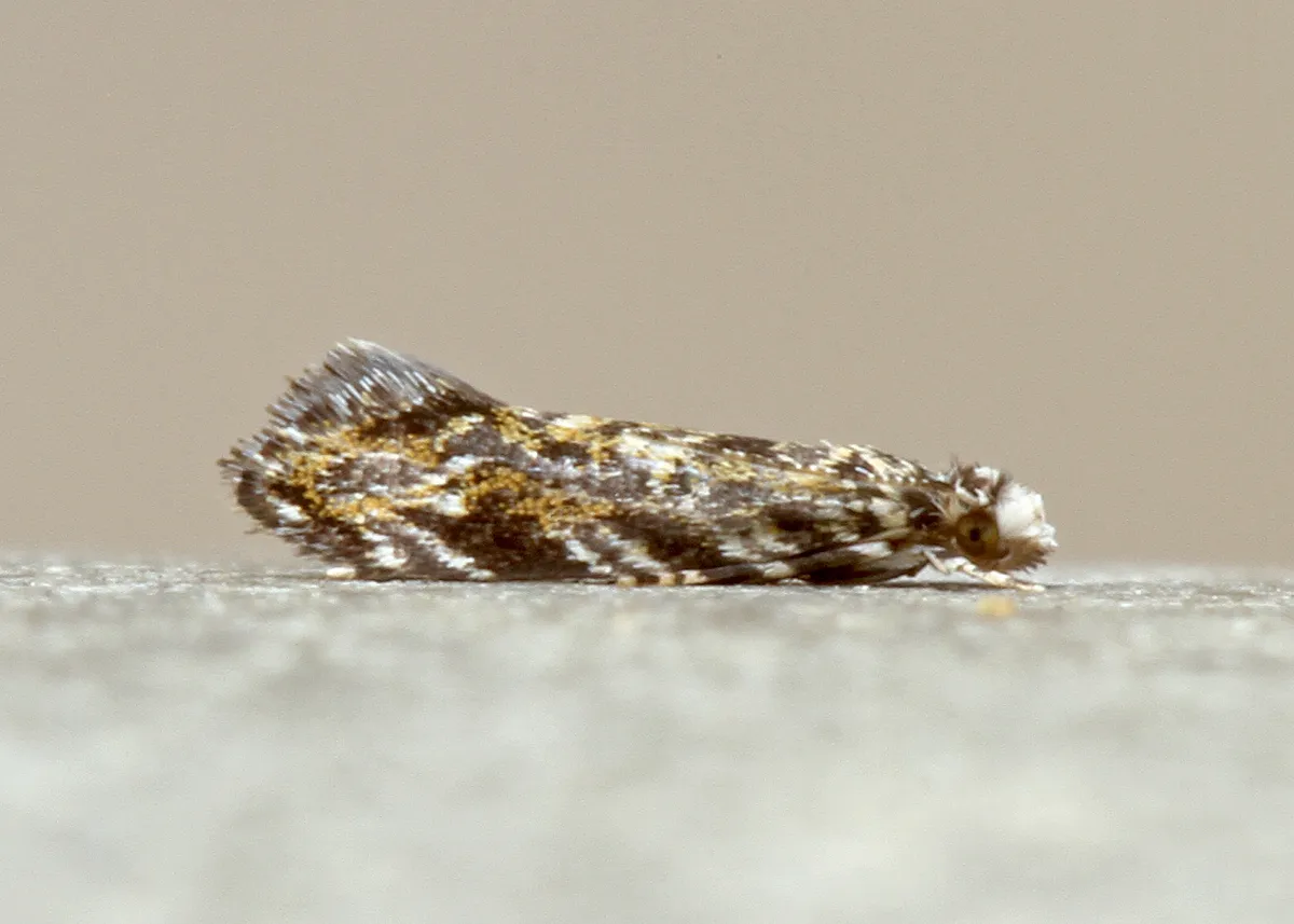 Dryadaula visaliella - Hodges#0307 - photo 2