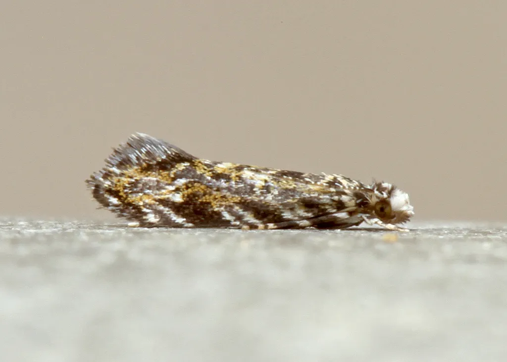 Dryadaula visaliella - Hodges#0307 - photo 3