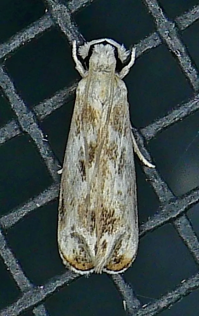 Dancing Moths - photo 3