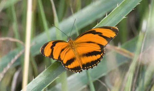 Banded Orange Heliconian - Hodges#4415 - Dryadula phaetusa