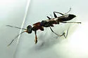 Dryinus alatus
