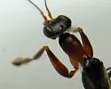 Dryinus alatus - photo 2