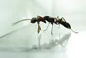 Dryinus alatus - photo 3