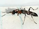 Dryinus alatus - photo 4
