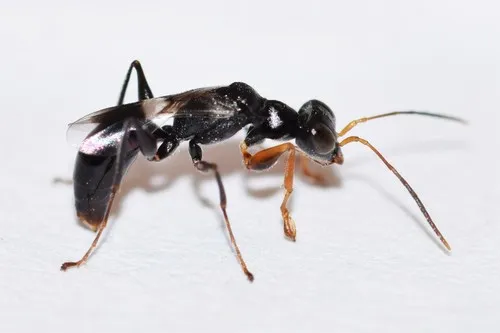 Dryinus crawfordi