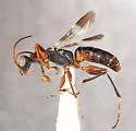 Dryinus halsteadi