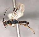 Dryinus halsteadi - photo 2