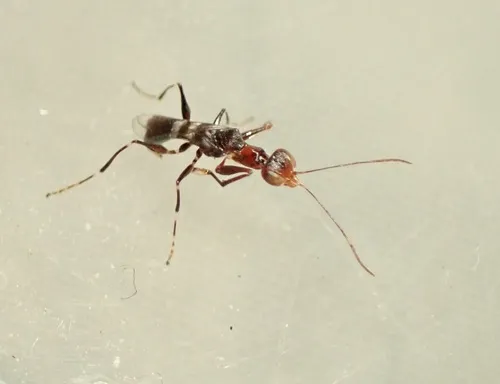 Dryinus koebelei
