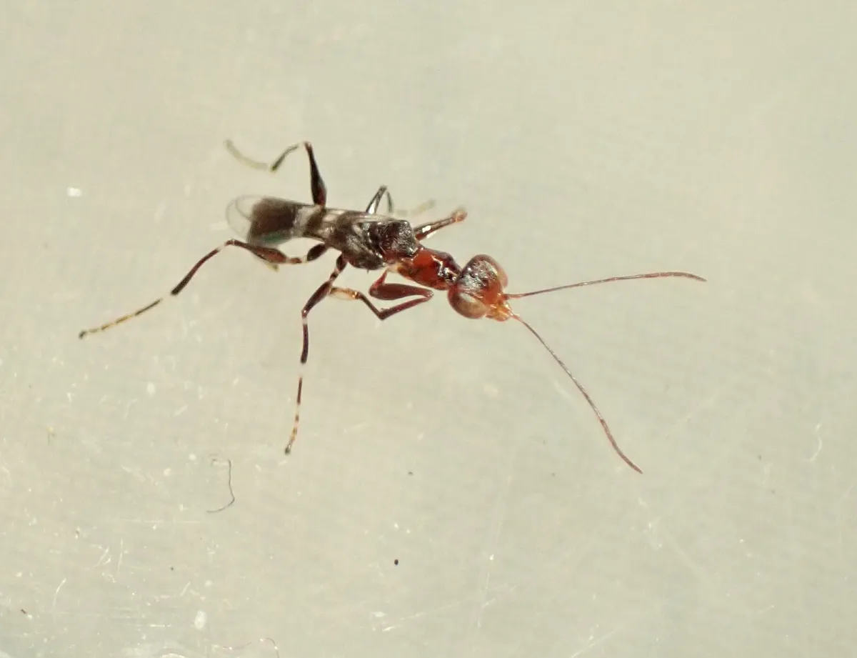 Dryinus koebelei - photo 3