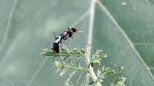 Dryinus tarraconensis
