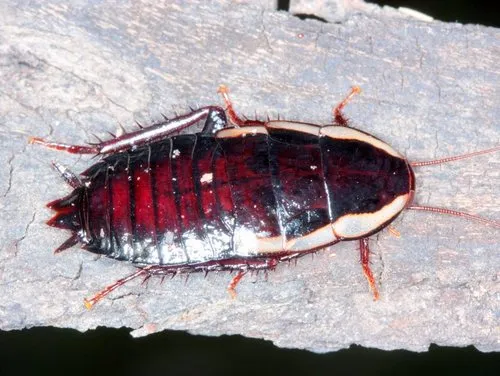 common shining cockroach