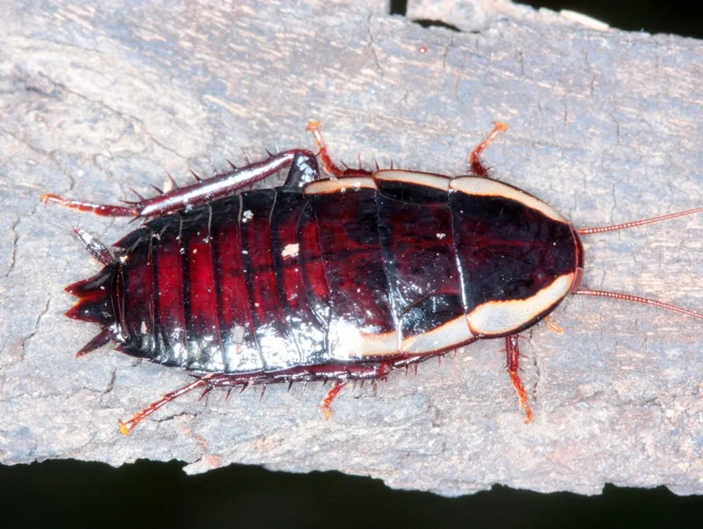 common shining cockroach - photo 2