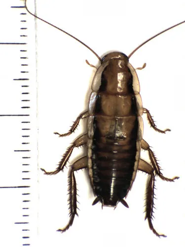 Drymaplaneta heydeniana 0