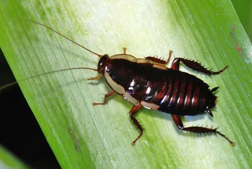Gisborne Cockroach