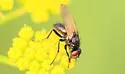 Drymeia flavinervis - photo 4