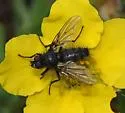Drymeia spinitarsis