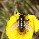 Drymeia spinitarsis - photo 2