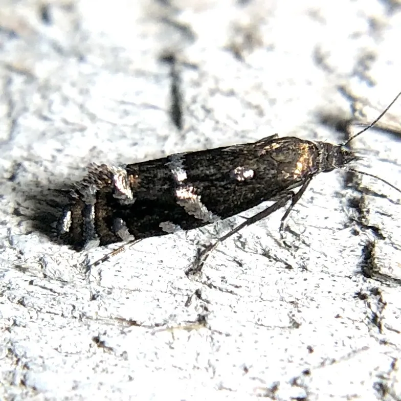 Drymoana blanchardi - Hodges#2336.2 - photo 2